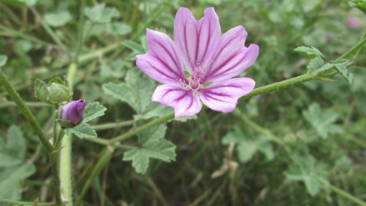 cha-de-malva-sylvestris