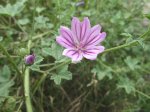 cha-de-malva-sylvestris