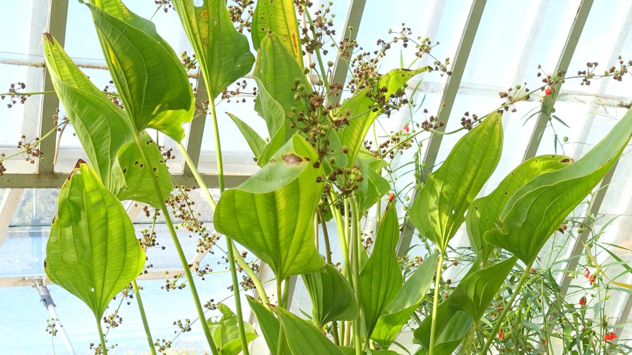chapeu-de-couro-planta