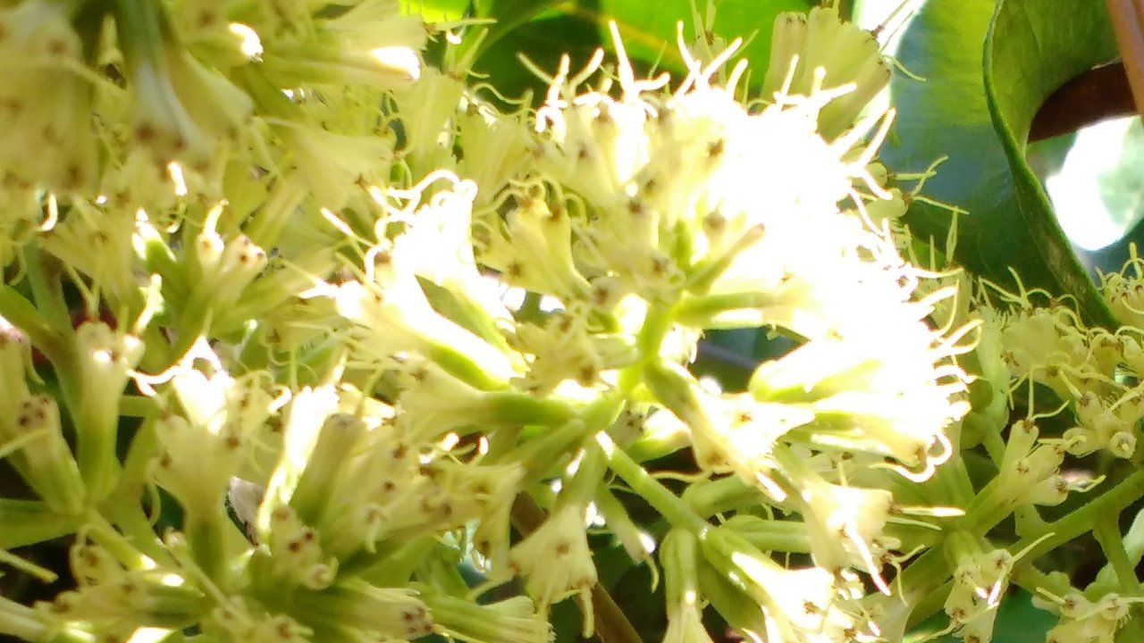 flores-de-guaco