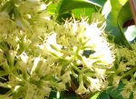 flores-de-guaco