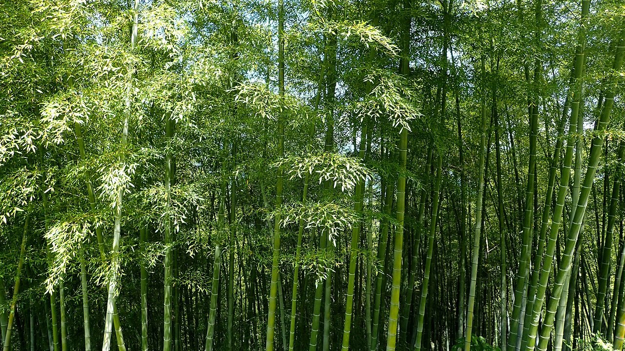 folhas-de-bambu