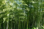 folhas-de-bambu