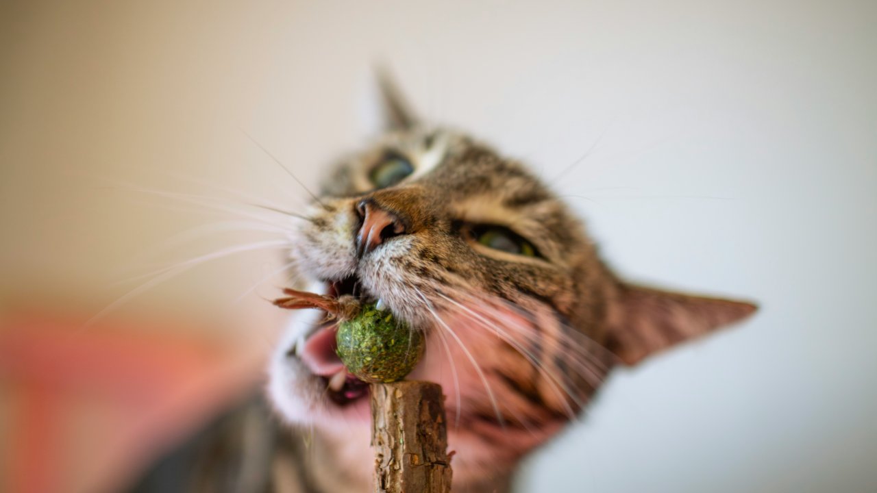 gato-catnip-beneficios-cuidados