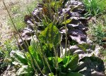 tanchagem-plantago-major