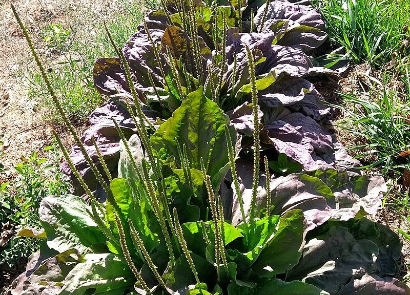 tanchagem-plantago-major