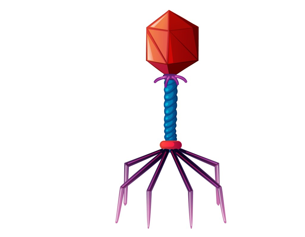 bacteriofago bacteriofago