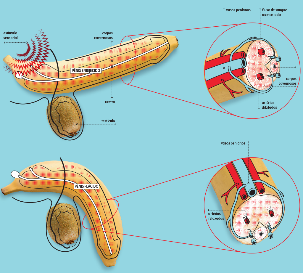 516-sqs-viagra-info como-funciona-tadalafila