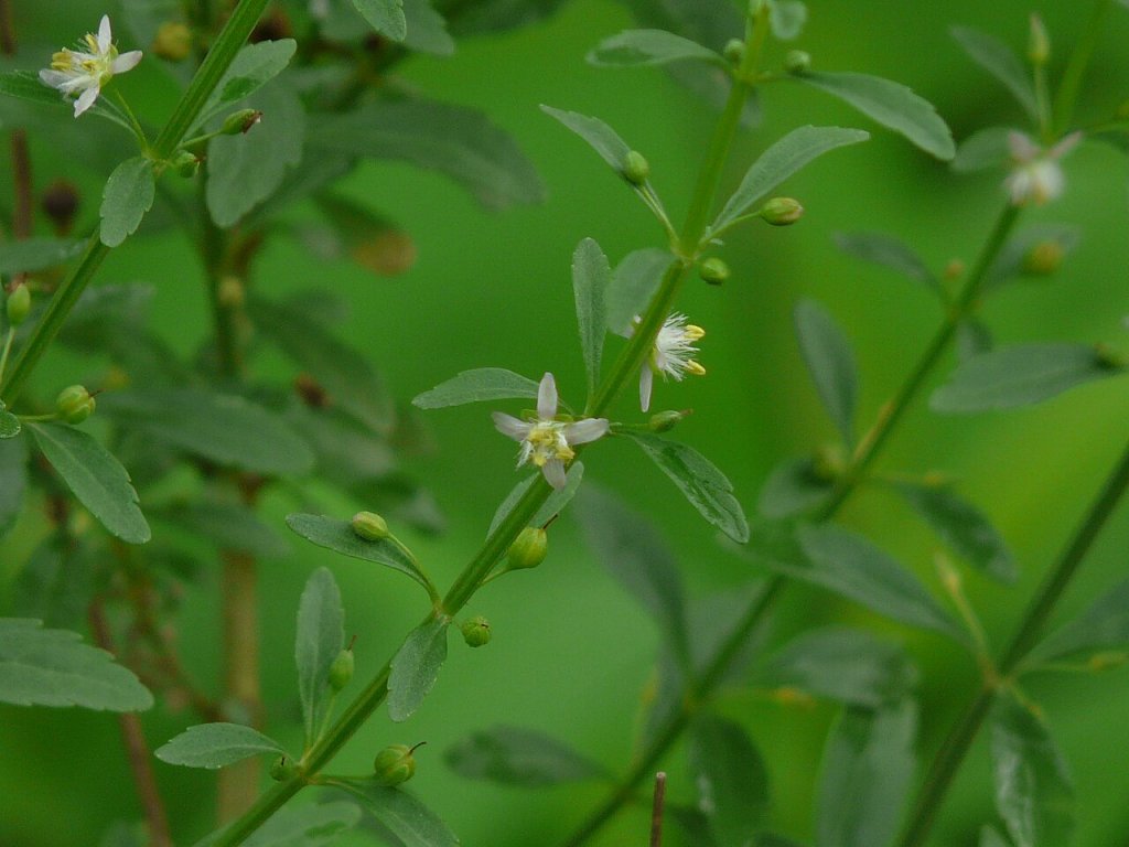 Chá de vassourinha: benefícios, cuidados e como preparar