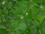 cha-de-vassourinha-scoparia-dulcis