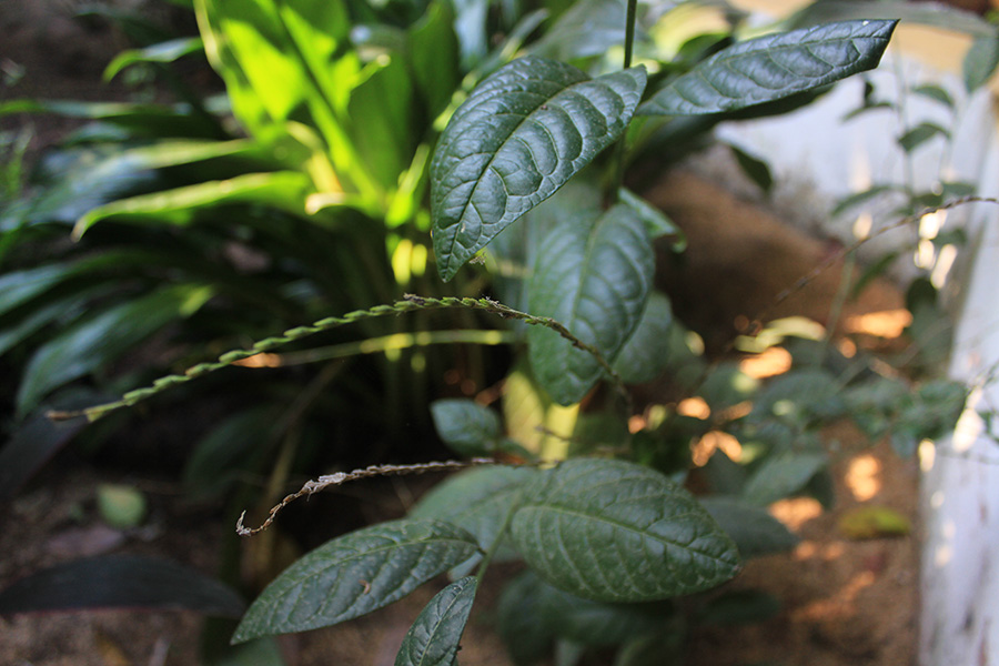 guine-planta-cha