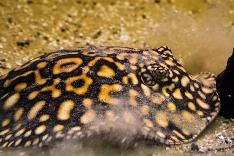 saude-biodiversidade-peixes-arraia saude-biodiversidade-peixes-arraia