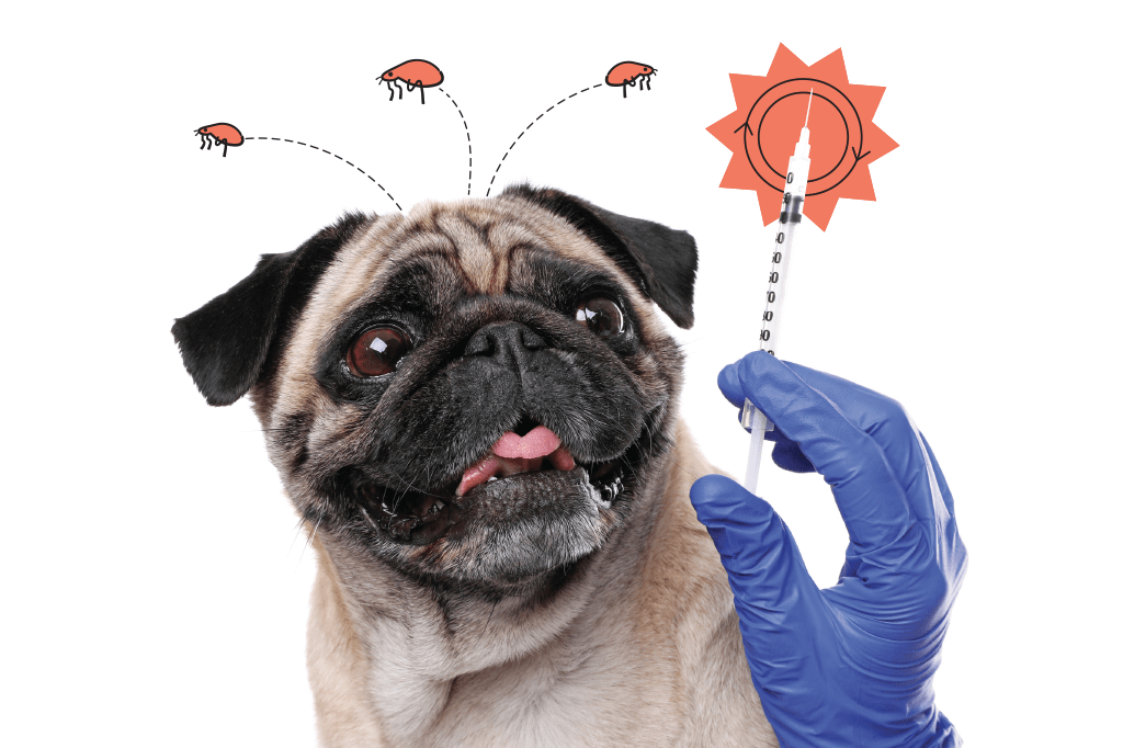 Novo produto protege cachorros contra pulgas e carrapatos por um ano