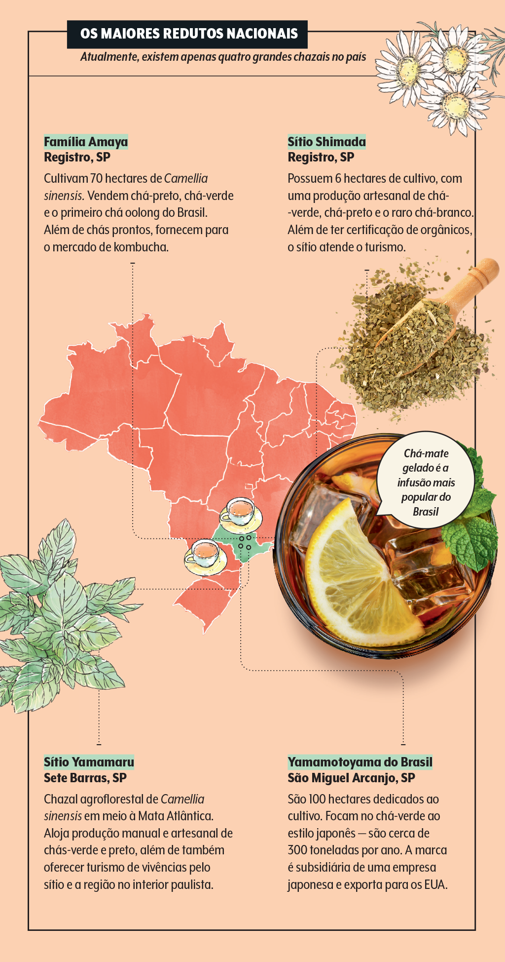 producao-nacional-de-cha producao-nacional-de-cha