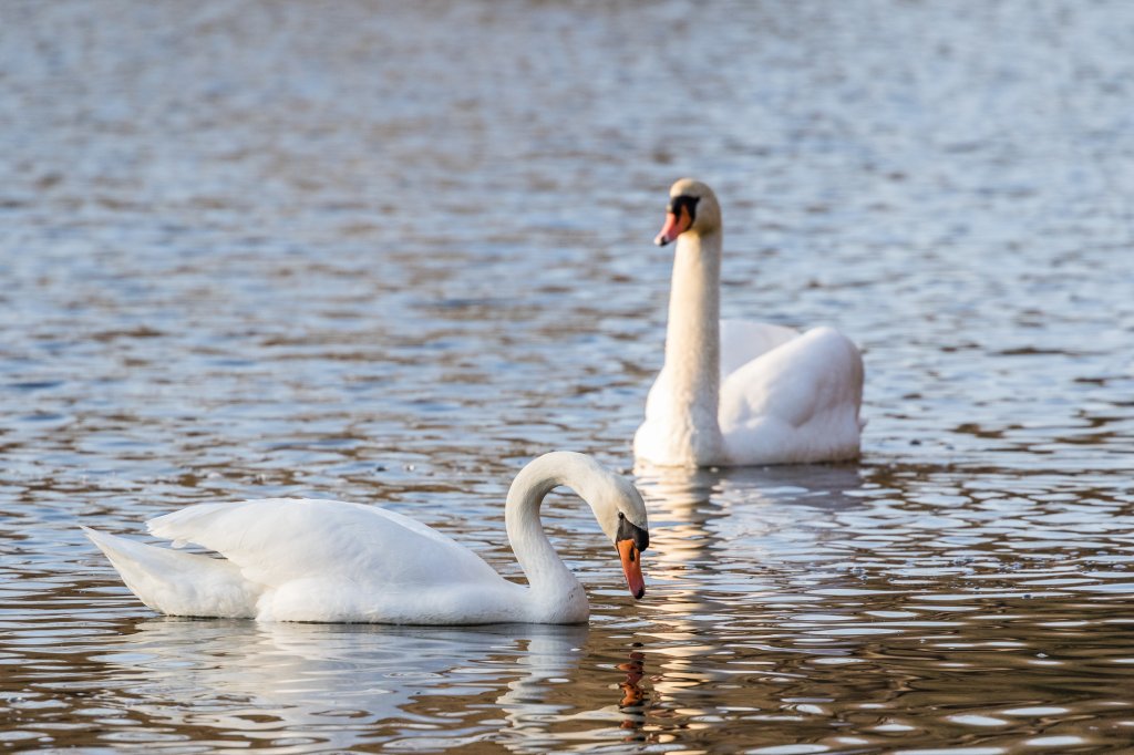 O que a fábula do cisne e do corvo tem a ver com emagrecimento?