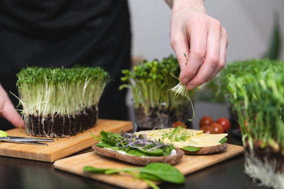 Microgreens: por que sua família deveria conhecer os minivegetais