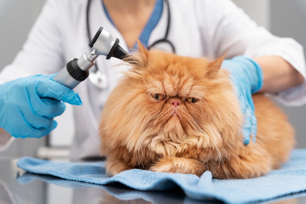 Otoscopia: para que serve o exame em cães e gatos e quando consultar um veterinário