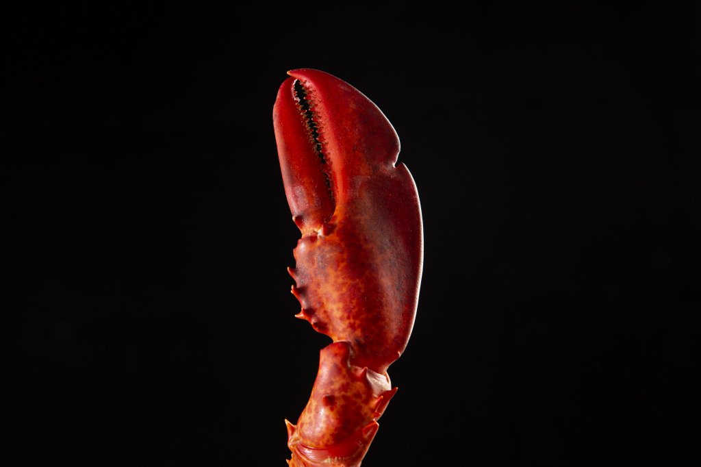 Quitosana: ciência não atesta benefícios do suplemento feito da casca de crustáceos