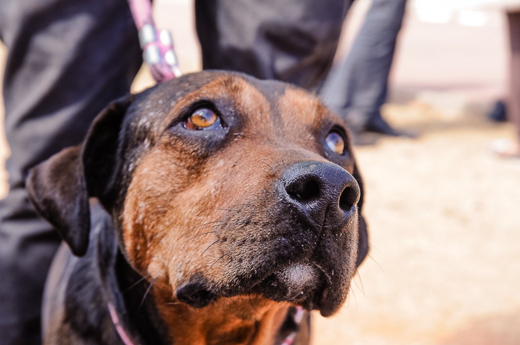 Nova fórmula anti-inflamatória ameniza dores em cães com artrose