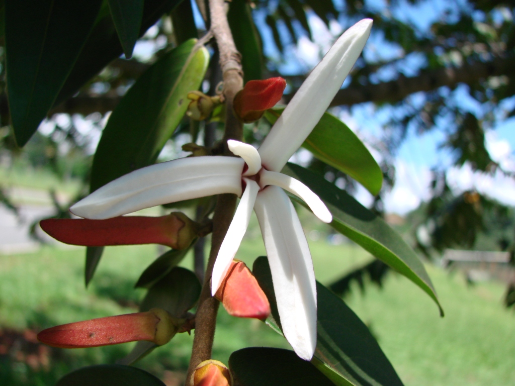 xylopia-aromatica-pimenta-de-macaco xylopia-aromatica-pimenta-de-macaco