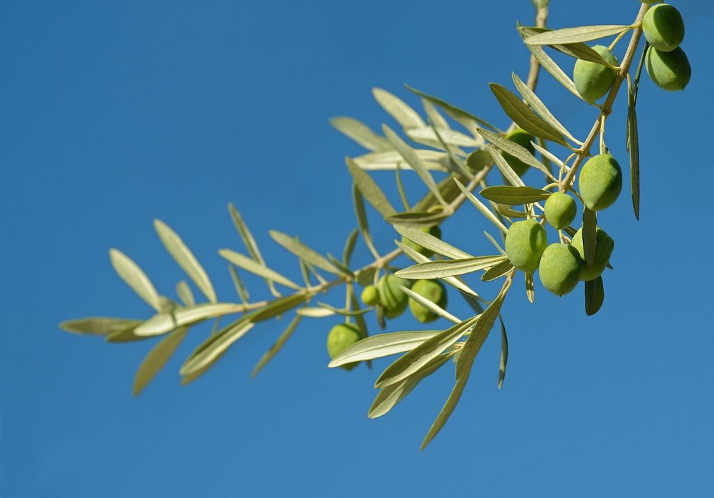 Chá de azeitona traz algum benefício à saúde?