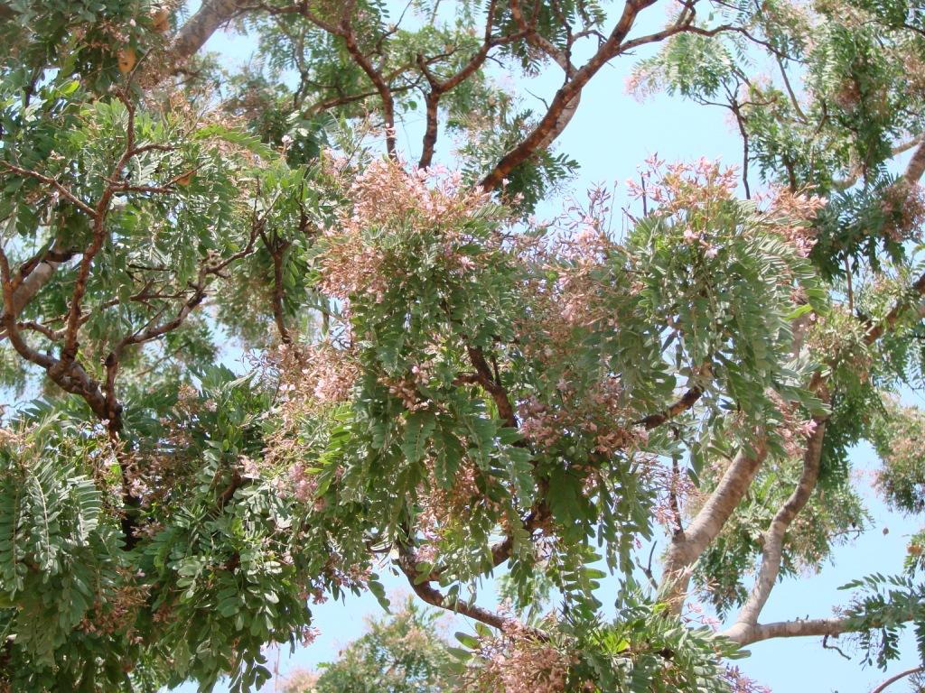 Chá de sucupira: o que é e para que serve