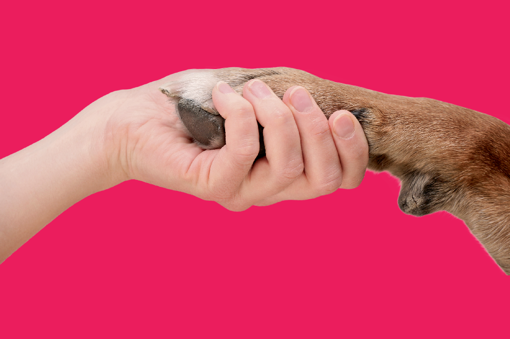 No Brasil, 7 em cada 8 tutores preferem adotar pets em vez de comprar