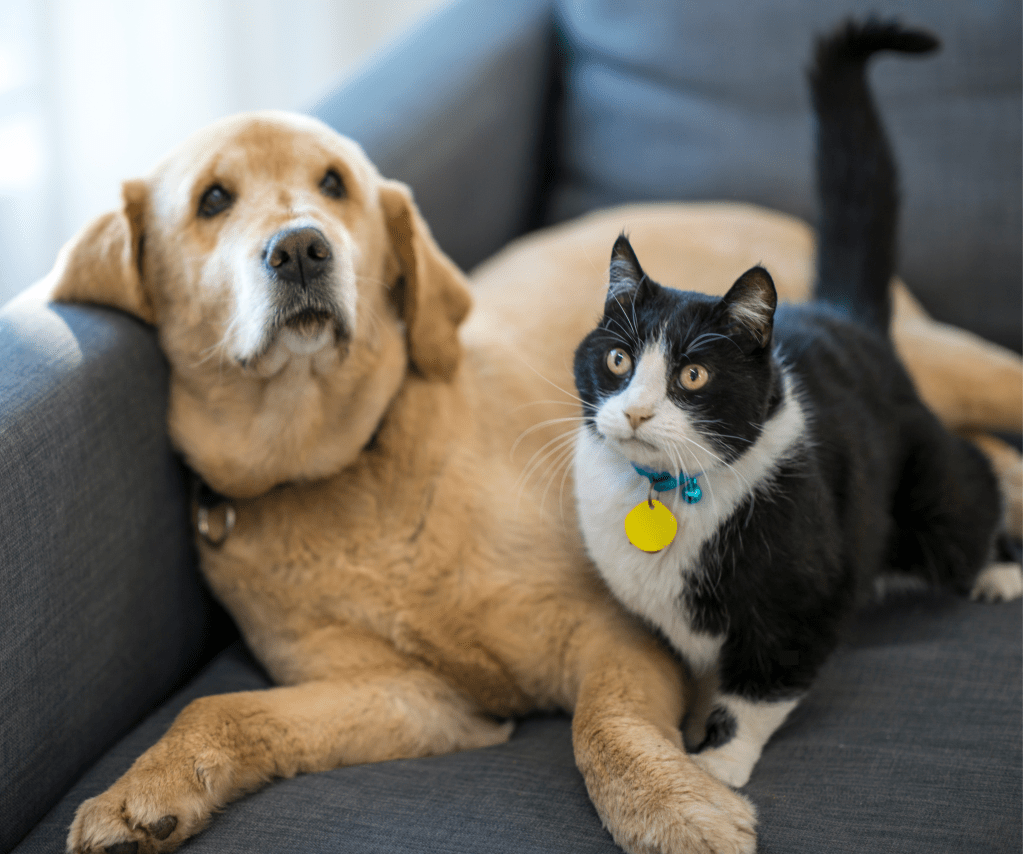 Inimigos invisíveis: os perigos dos parasitas em cães e gatos