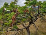 barbatimao-stryphnodendron-lixeira