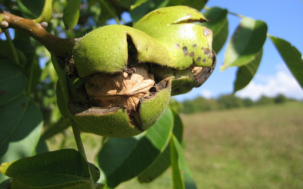 Chá de nogueira: descubra suas propriedades e aprenda a fazer