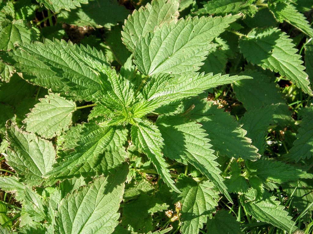 Chá de urtiga é rico em antioxidantes. Conheça a bebida
