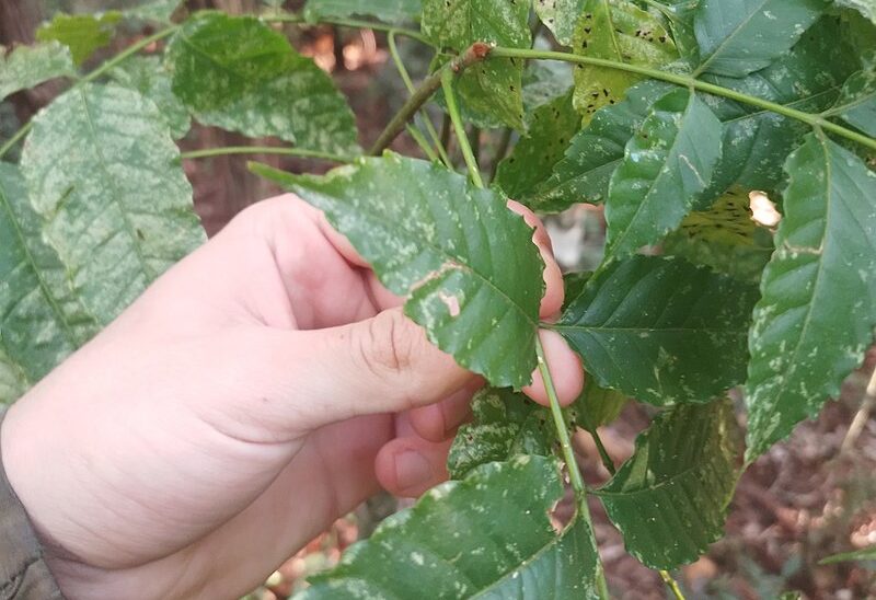 Chá de pau-tenente derruba a glicemia?