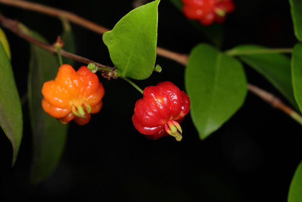 Chá da folha de pitanga: para que serve e como fazer