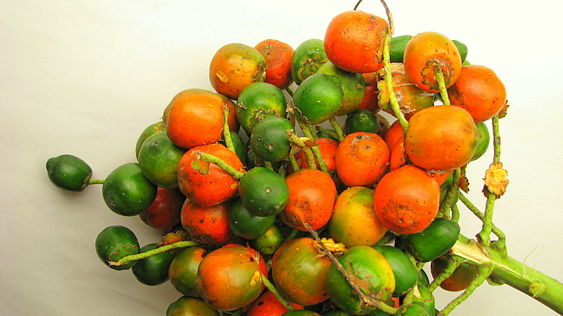 frutos-pupunha frutos-pupunha