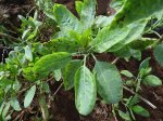 nicotiana-glauca