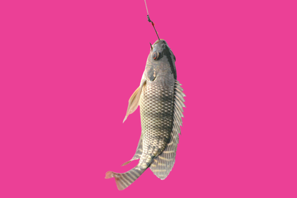 peixes-problemas-ambientais