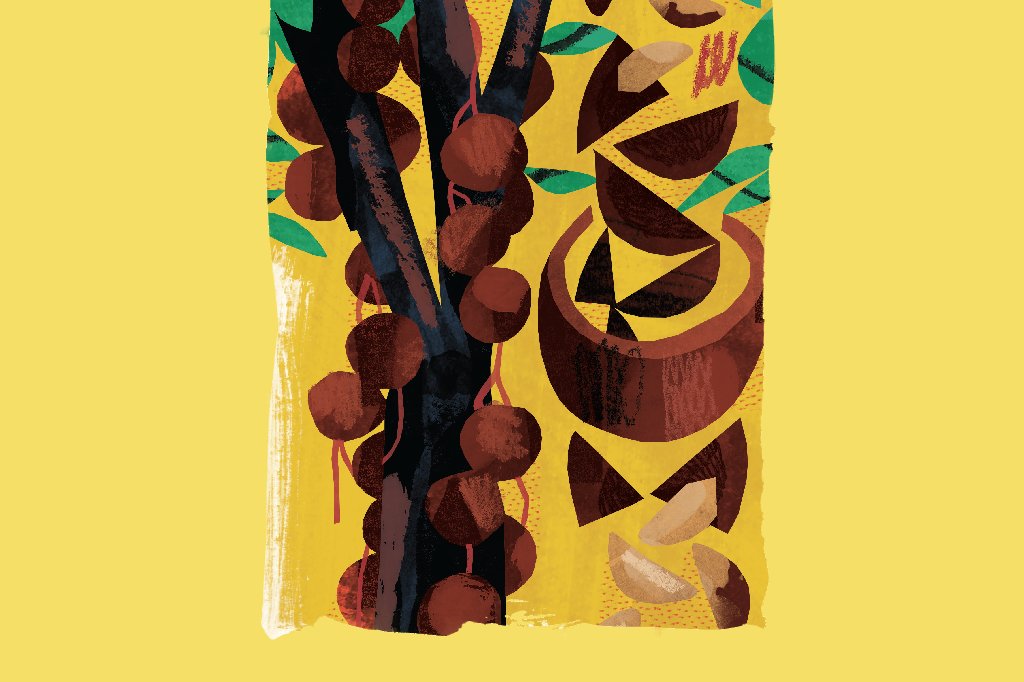 castanha-do-para castanha-do-para