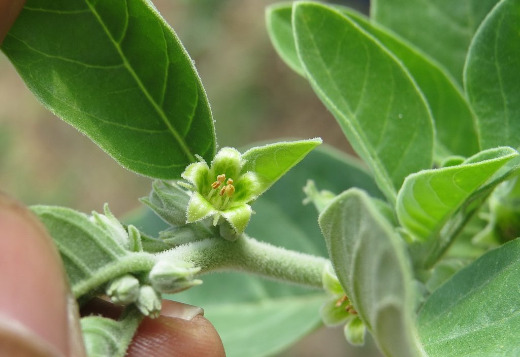 Ashwagandha: a planta “proibida” no Brasil que promete combater o estresse