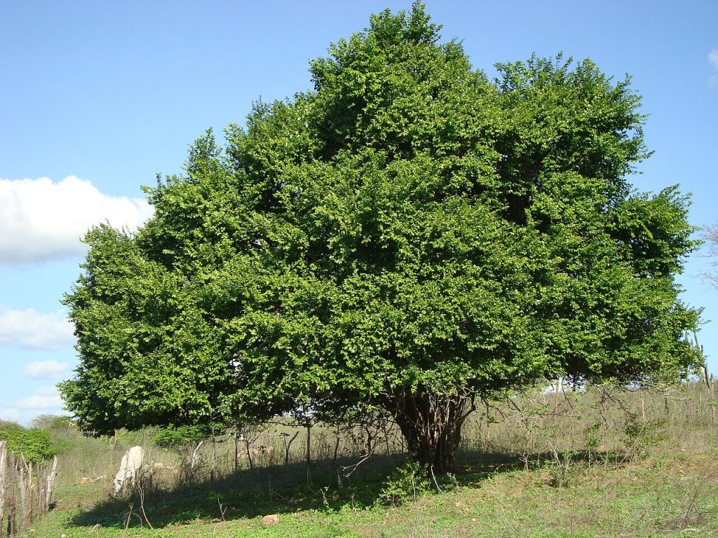 Chá de juá: para que serve e como fazer