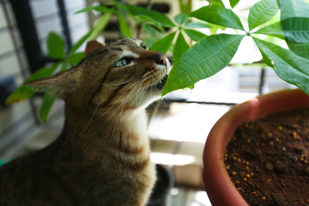 Conheça 10 plantas tóxicas para gatos e o que fazer em caso de acidentes