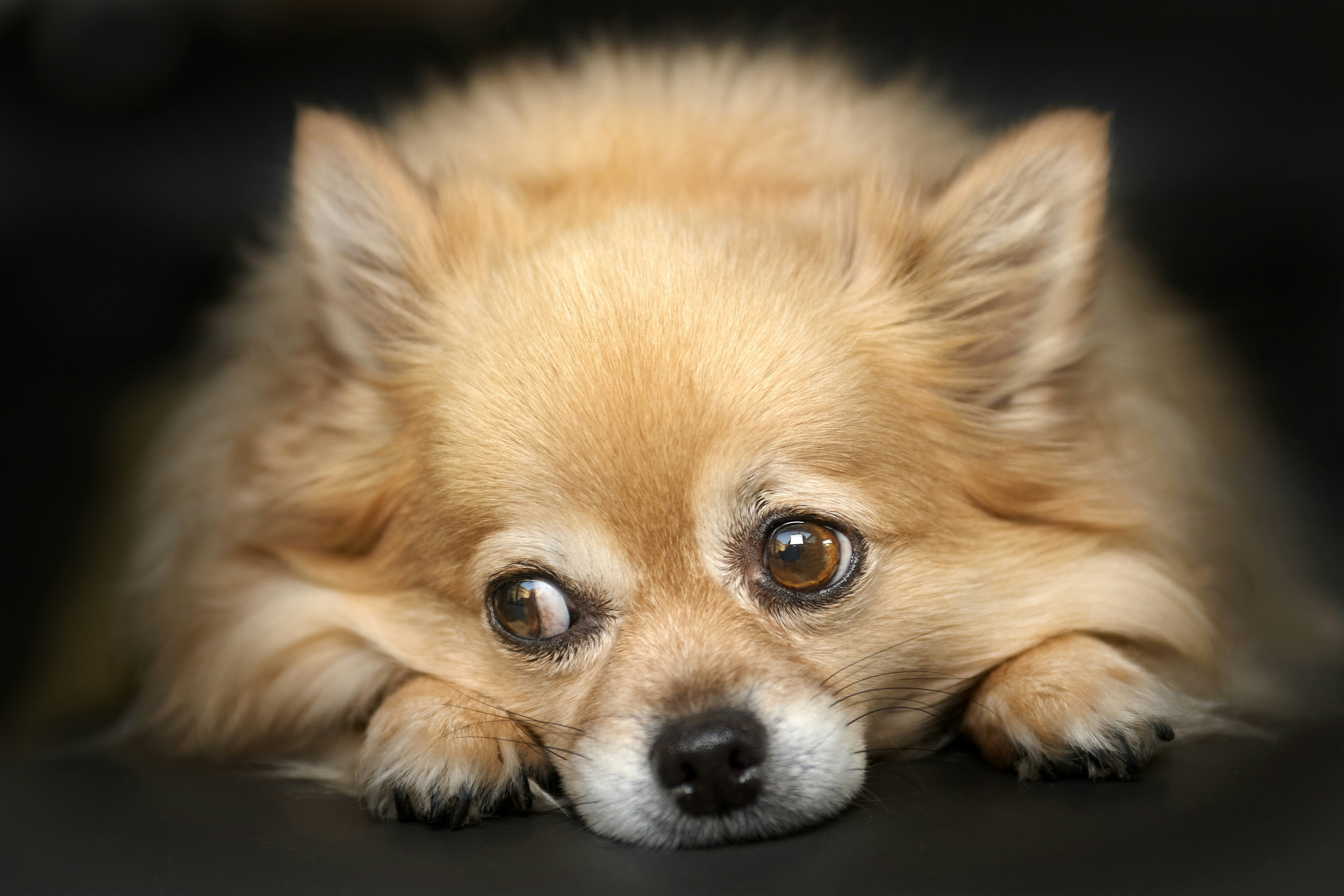 Cachorro da raça Pomerânia, com pelagem caramelo e branca, deitado com a cabeça apoiada nas patas, olhando para cima com olhos grandes e expressivos, em um fundo escuro
