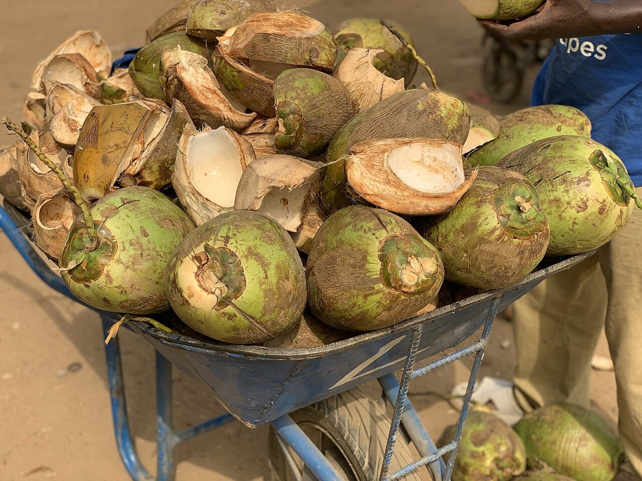 Chá de entrecasca de coco tem benefícios? Veja o que a ciência sabe sobre ele