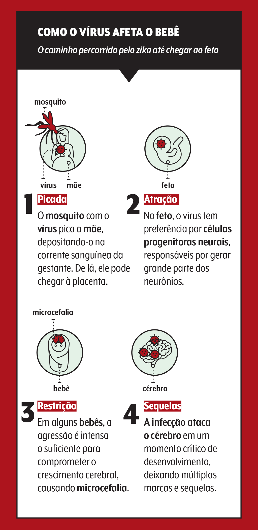 Infográfico Como o vírus afeta o bebê, mostrando o caminho do zika até o feto em 4 etapas: 1. Picada: mosquito pica a mãe, vírus chega à placenta. 2. Atração: vírus atrai células neurais do feto. 3. Restrição: agressão compromete crescimento cerebral, causando microcefalia. 4. Sequela: infecção ataca o cérebro em desenvolvimento, deixando marcas